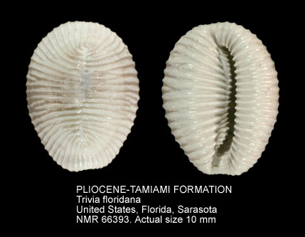 PLIOCENE-TAMIAMI FORMATION Trivia floridana.jpg - PLIOCENE-TAMIAMI FORMATIONTrivia floridanaOlsson & Harbison,1953